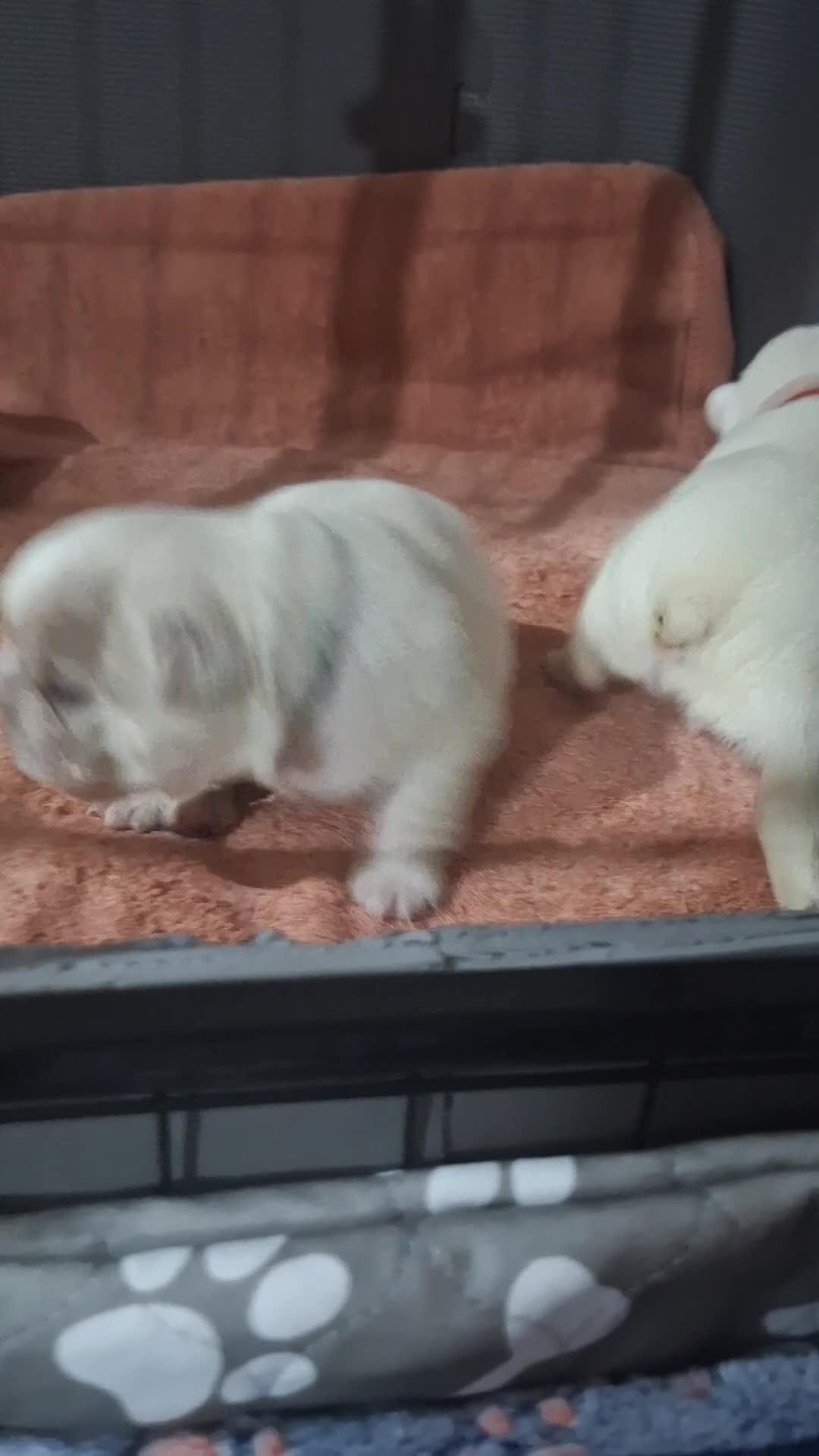 French Bulldog dogs for sale: Fluffy French Bulldog Puppies - Video 2