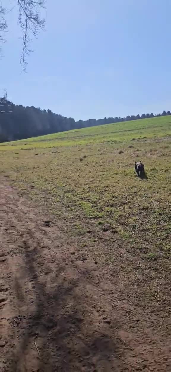 Mixed Breed dogs for sale: Dachshund cross springer 1 year old!  - Video 1