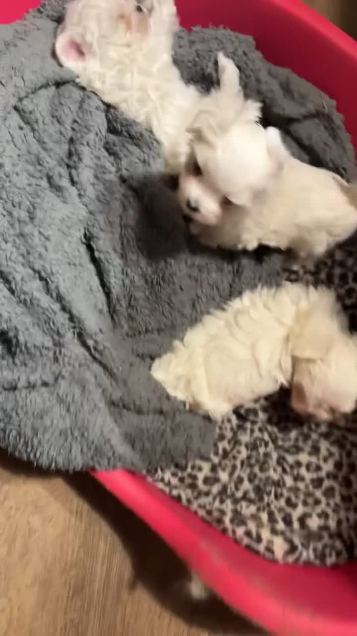 Maltese dogs for sale: 𝐓𝐢𝐧𝐲 𝐊𝐨𝐫𝐞𝐚𝐧 𝐌𝐚𝐥𝐭𝐞𝐬𝐞 𝐩𝐮𝐩𝐬 🐶  - Video 1