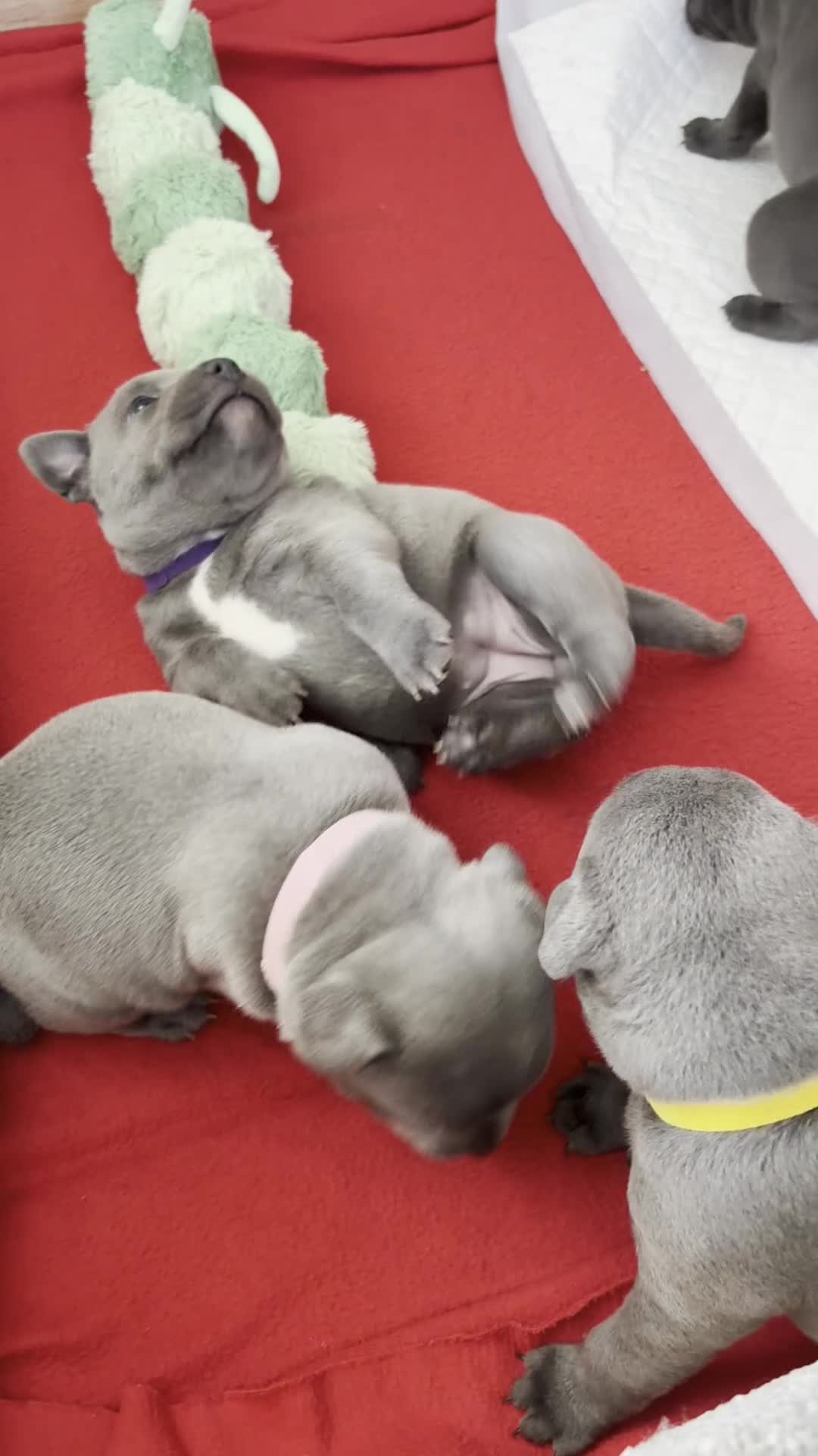 Staffordshire Bull Terrier dogs for sale: KC Registered Blue & Lilac Staffy Puppies 🐾 - Video 3