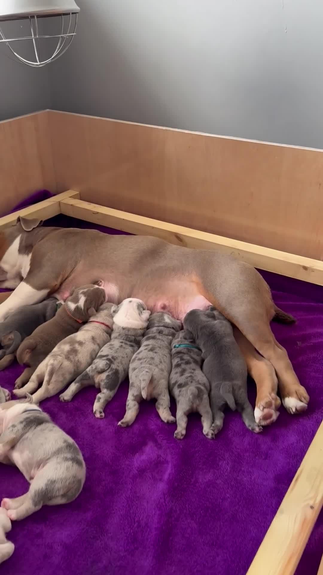 Old Tyme Bulldog dogs for sale: Only 1 beautiful pup left ( Bertie)  - Video 2
