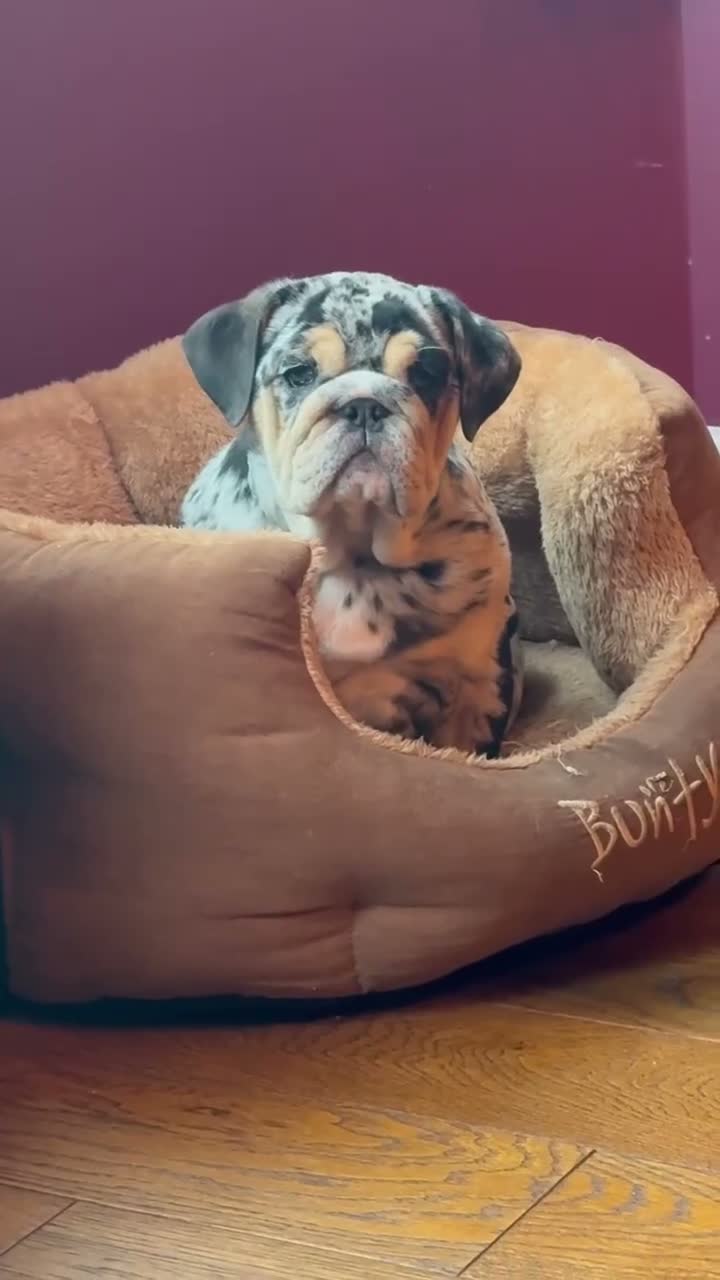 English Bulldog dogs for sale: KC reg black Merle bitch 💖 in Southport - Video 4