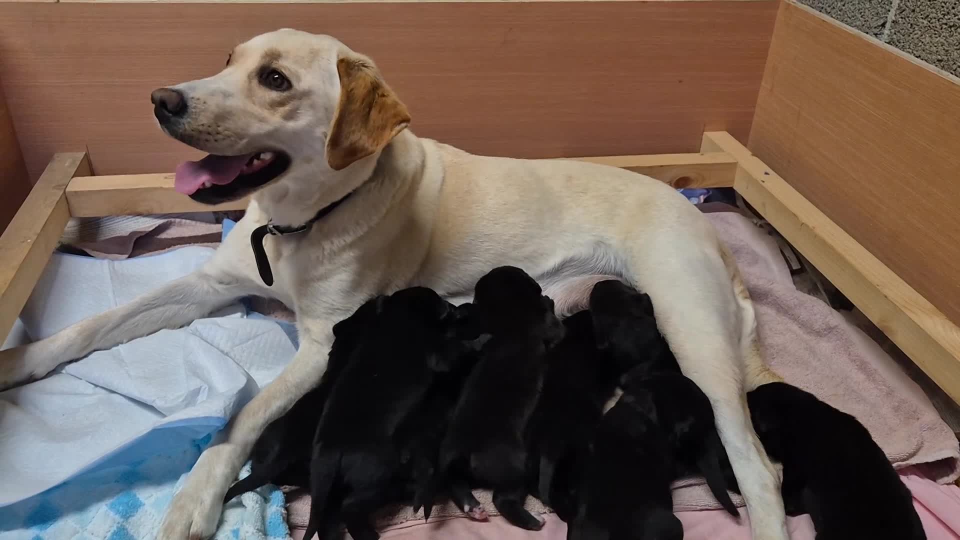 Labrador Retriever dogs for sale: Borador puppies! - Video 1