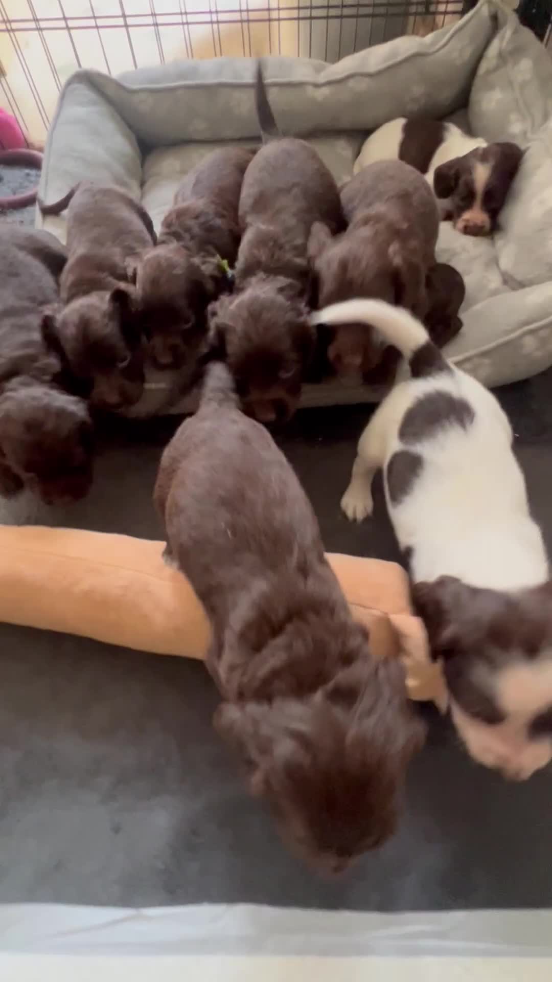 Cocker Spaniel dogs for sale: 🐾 Gorgeous working Cocker Spaniel puppies 🐶  - Video 1
