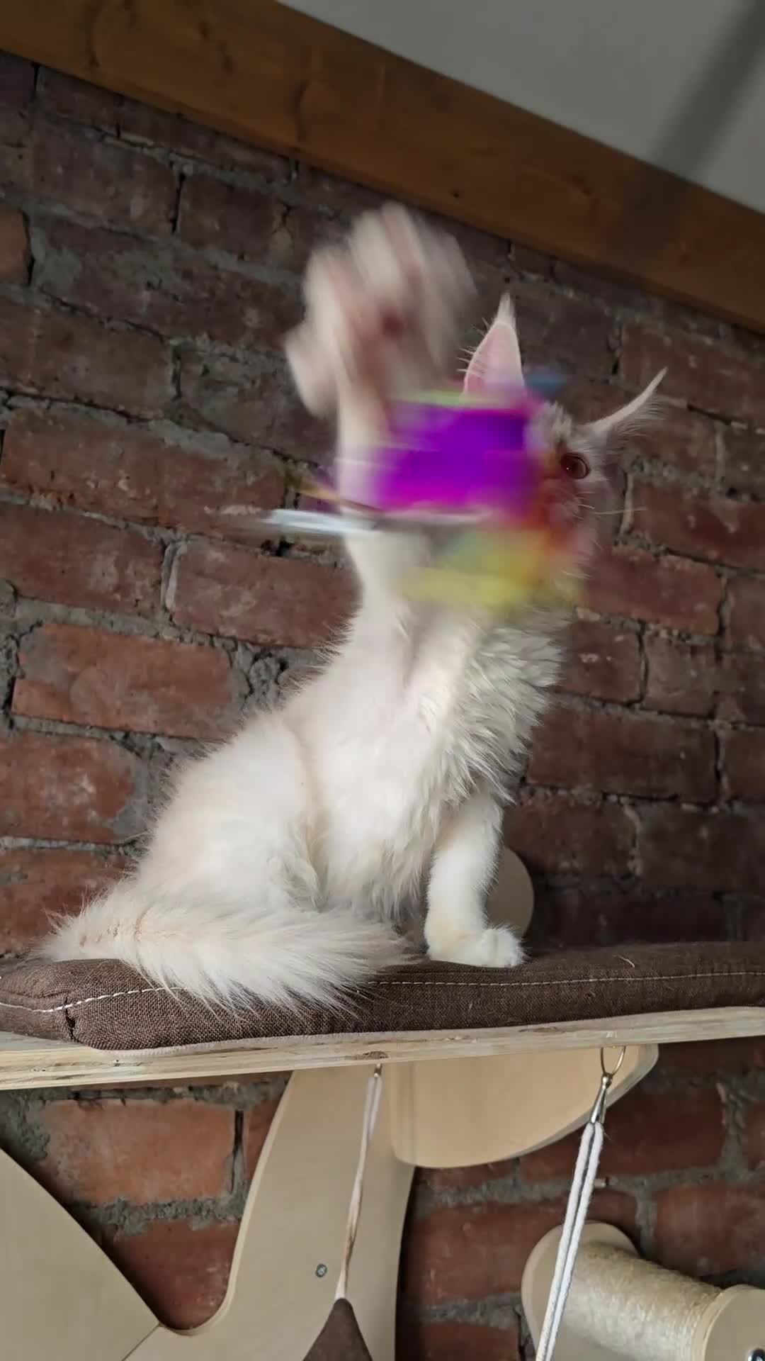 Maine Coon cats for sale: Reduced price- Last 2x Kittes - TICA MaineCoon - Video 2