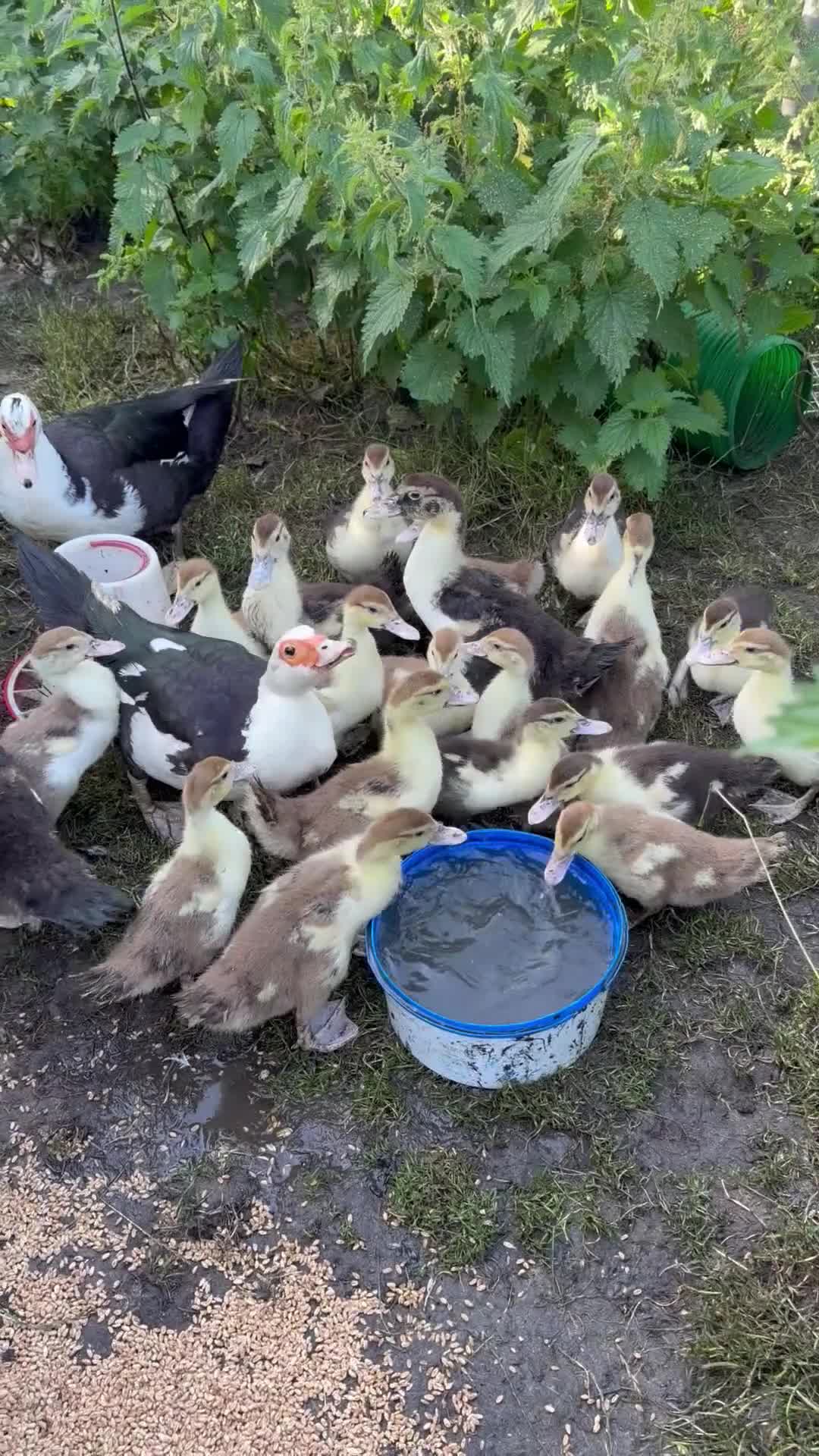 Ducks poultry for sale: Unsexed moscovy ducks  - Video 2