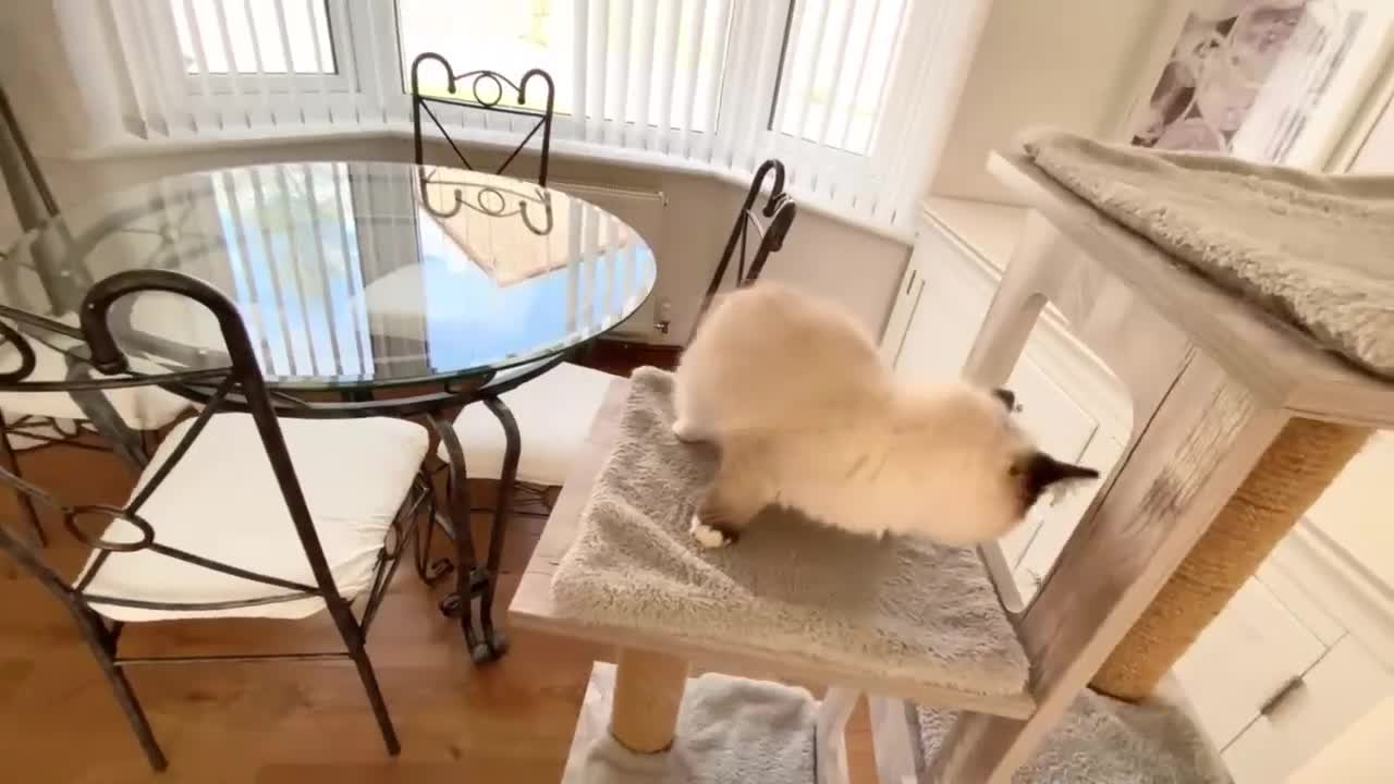 Ragdoll cats for sale: GCCF REGISTERED RAGDOLL FEMALE KITTEN - Video 2
