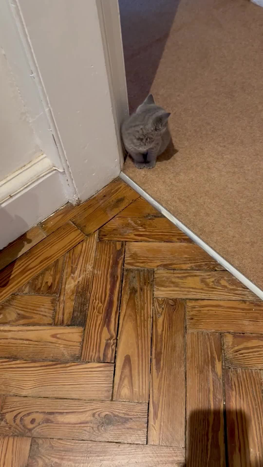 British Shorthair cats for sale: Beautiful Pedigree British Shorthair Kitten 🐾 - Video 2