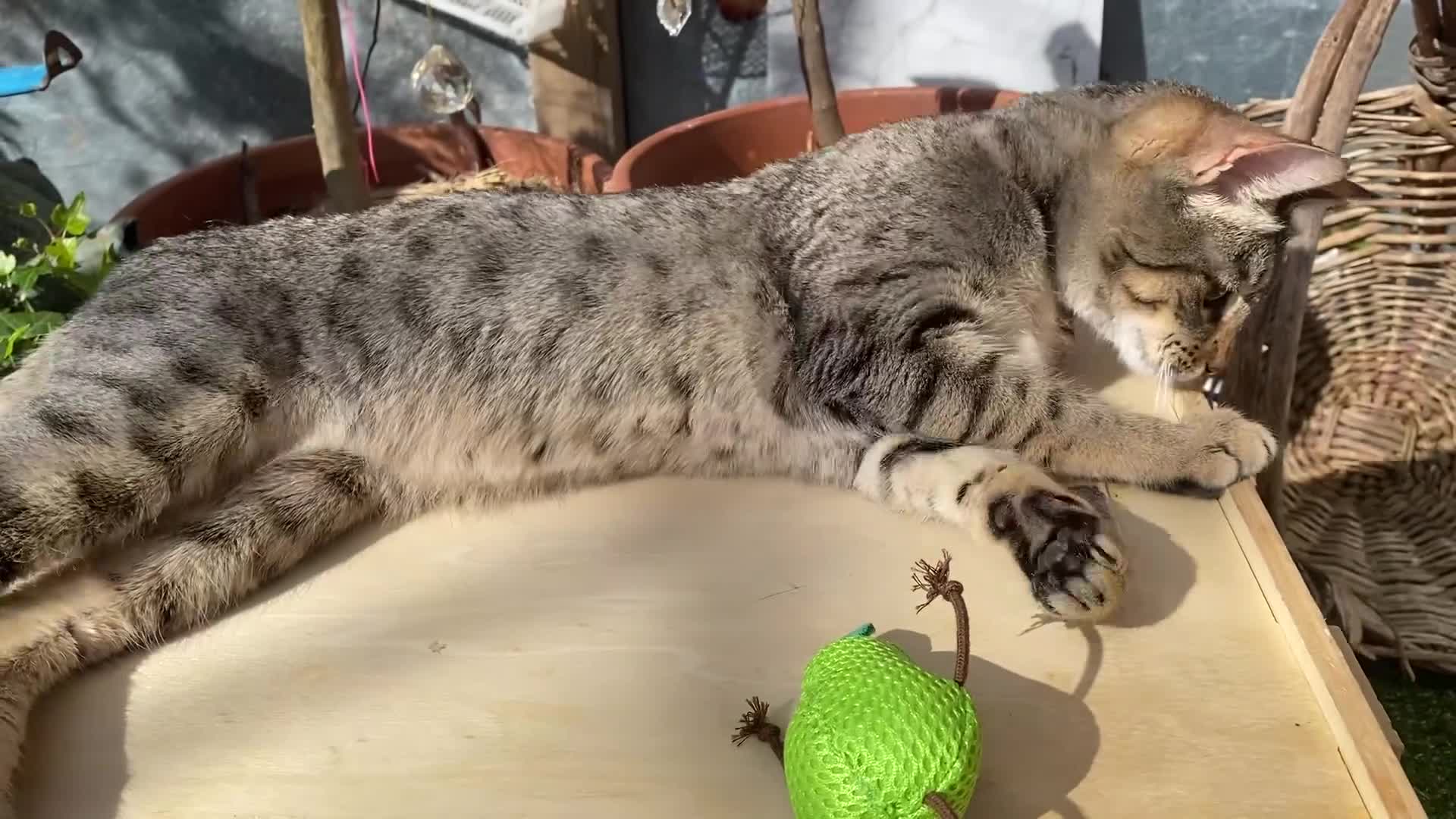 Savannah cats for sale: FULL PEDIGREE SAVANNAH girl KITTEN F5 SBT - Video 1