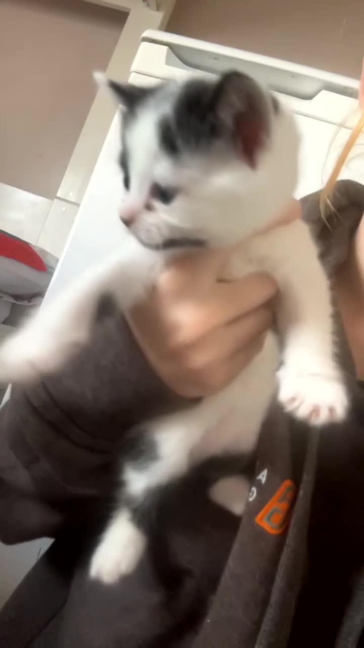 Mixed Breed cats for sale: Kittens for sale - Video 3