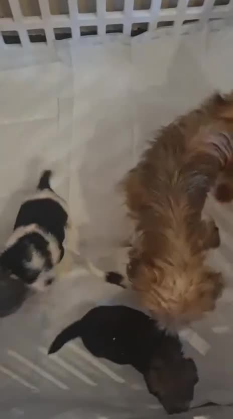 Shorkie dogs for sale: Shorkie pups ready now - Video 5