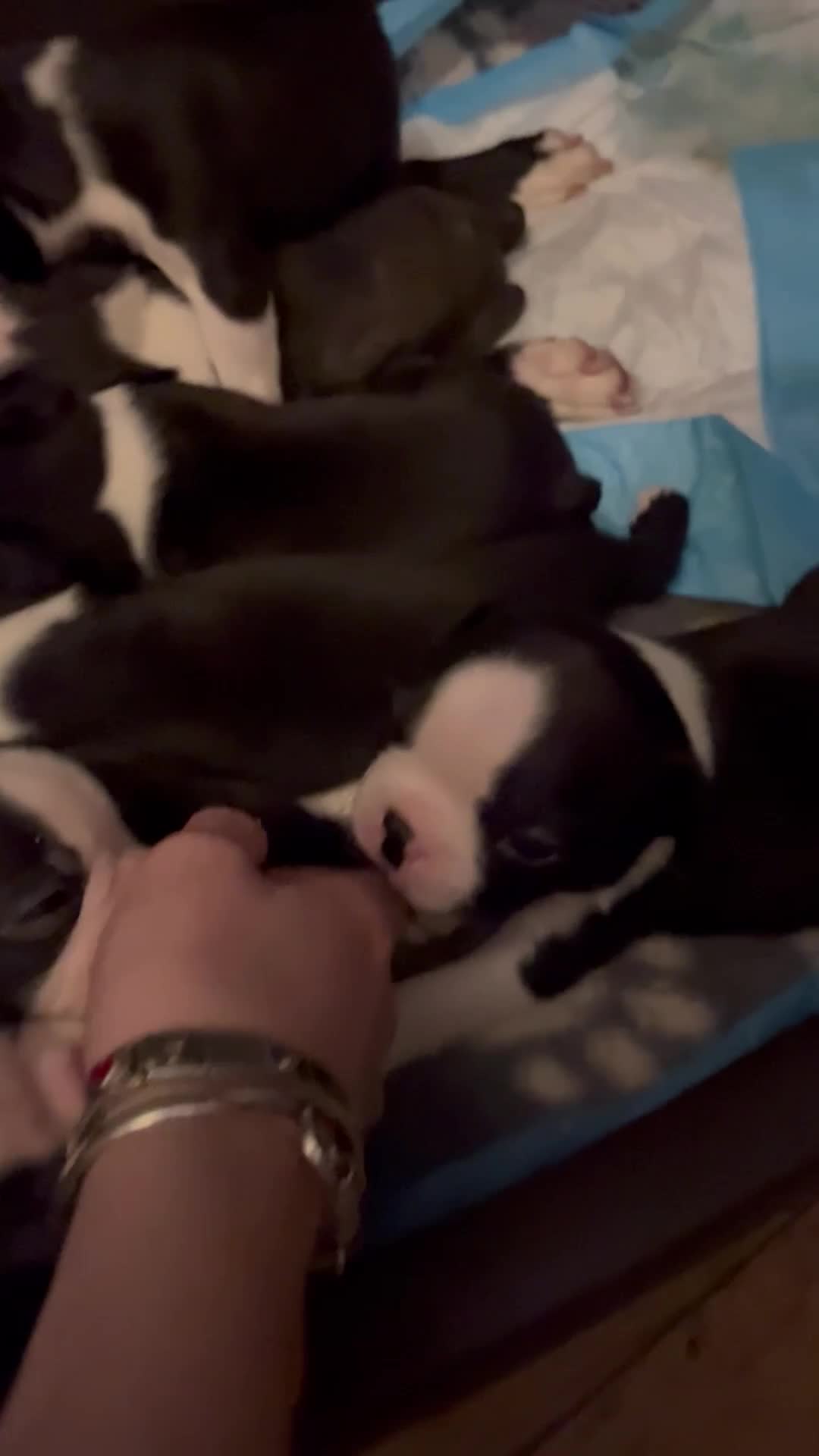 Boston Terrier dogs for sale: Beautiful Boston Terrier puppies  - Video 1
