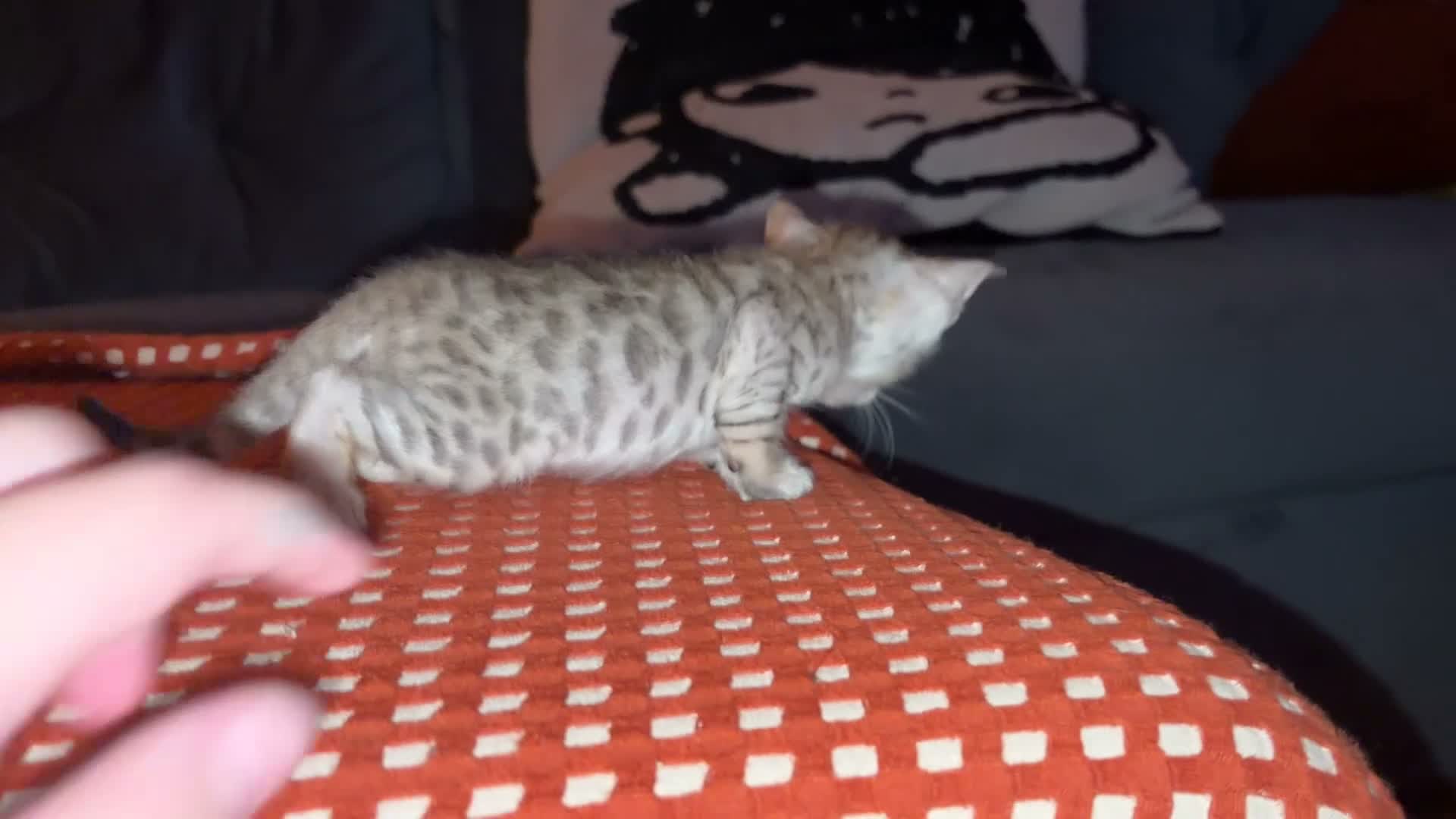 Bengal cats for sale: Bengal Kittens - Video 1