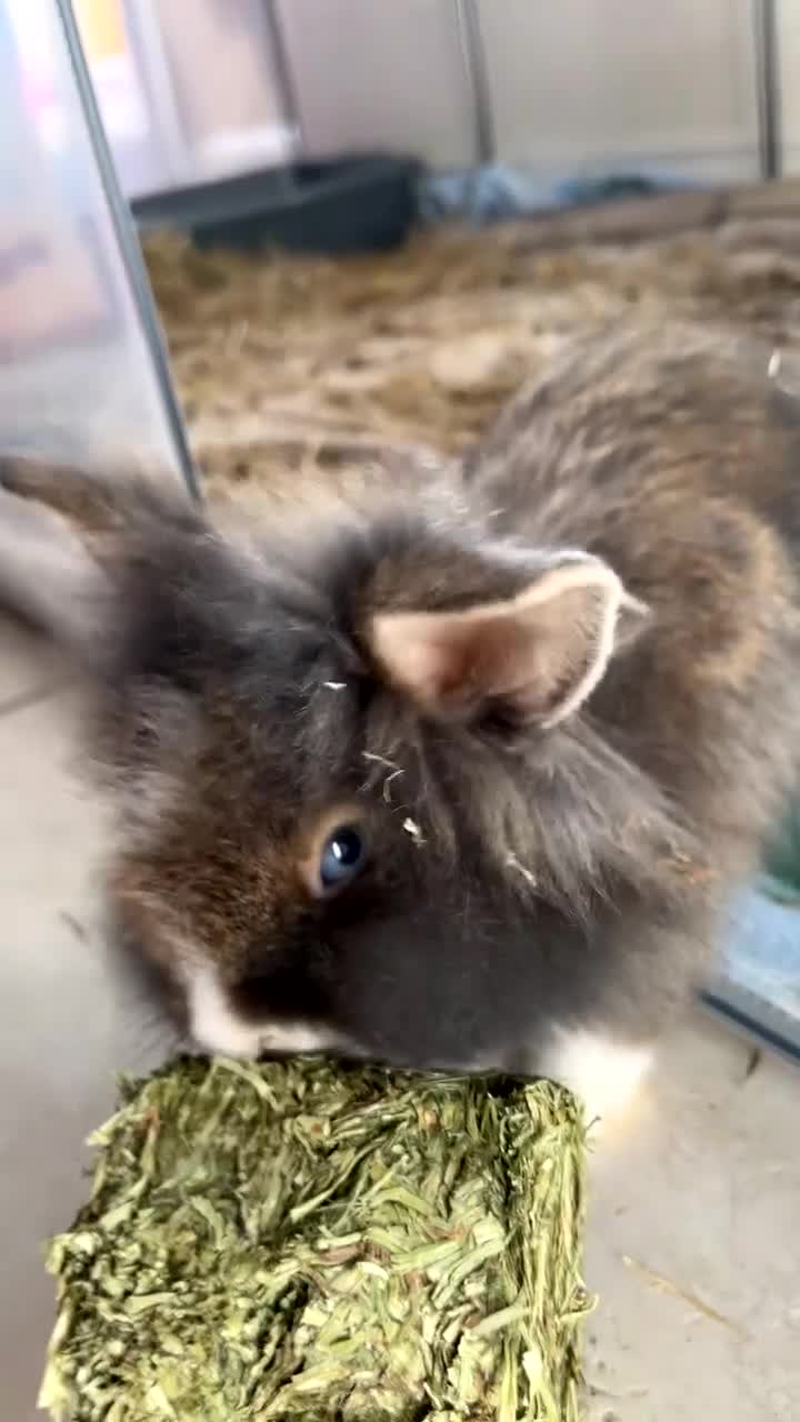 Mixed Breed rabbits for sale: Two rabbits and belongings (16 weeks) in Poole - Video 1