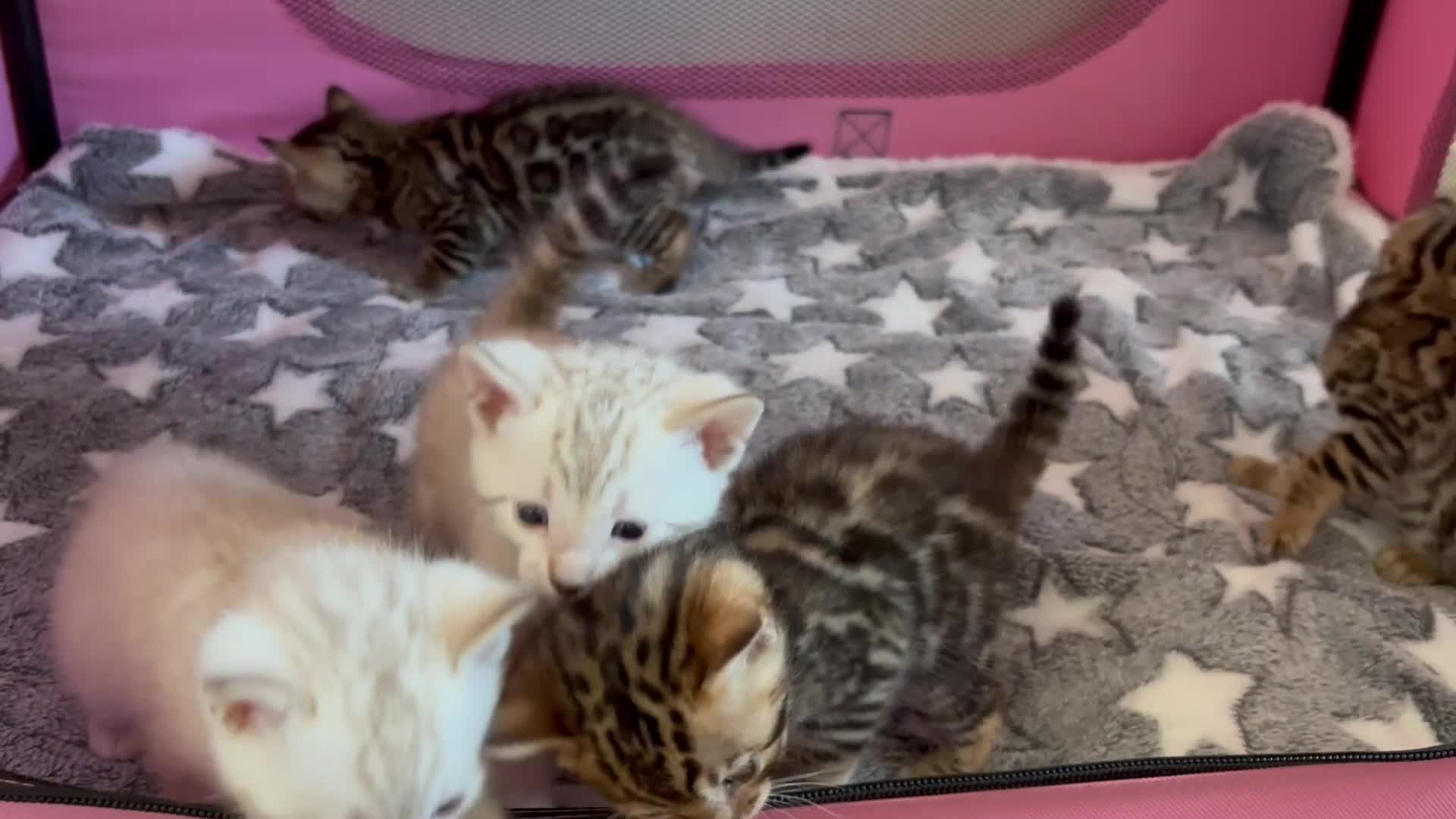 Bengal cats for sale: Supreme Grand Champion TICA bengal kittens  - Video 2