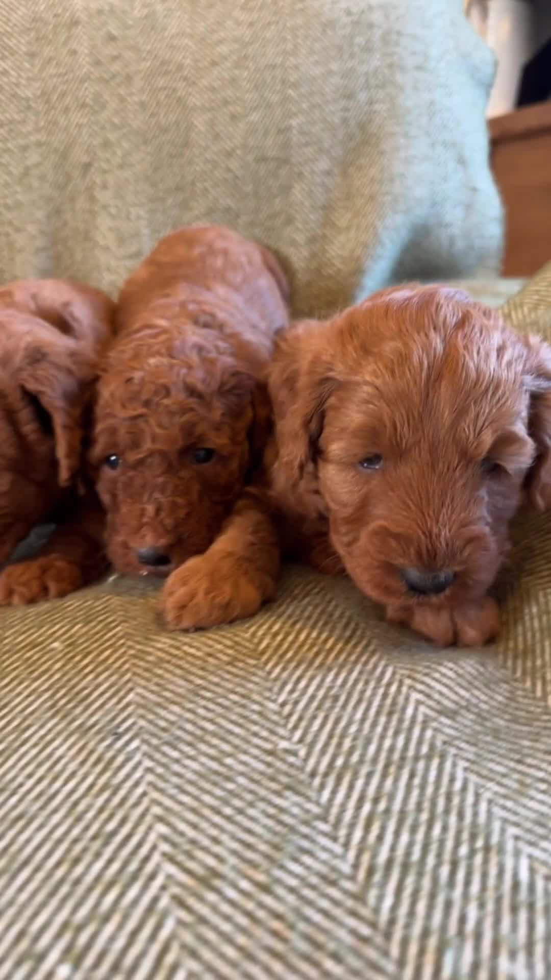 Australian Labradoodle dogs for sale: Deepest Red Australian Labradoodles - Video 1