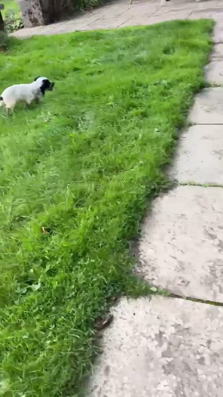 Cockapoo dogs for sale: Stunning F1b Miniature Cockapoos DNA clear - Video 1