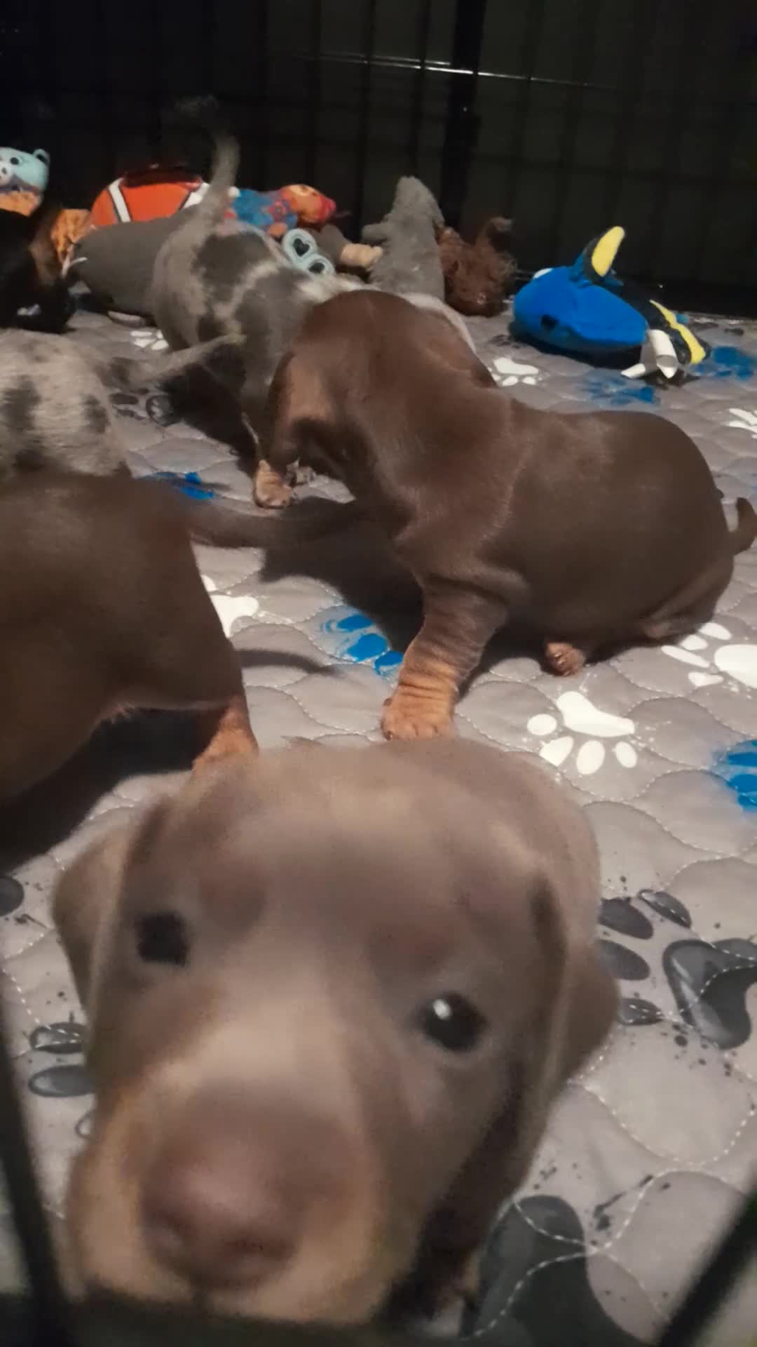 Miniature Dachshund dogs for sale: REDUCED - KC Isabella male left mini daxi  - Video 2