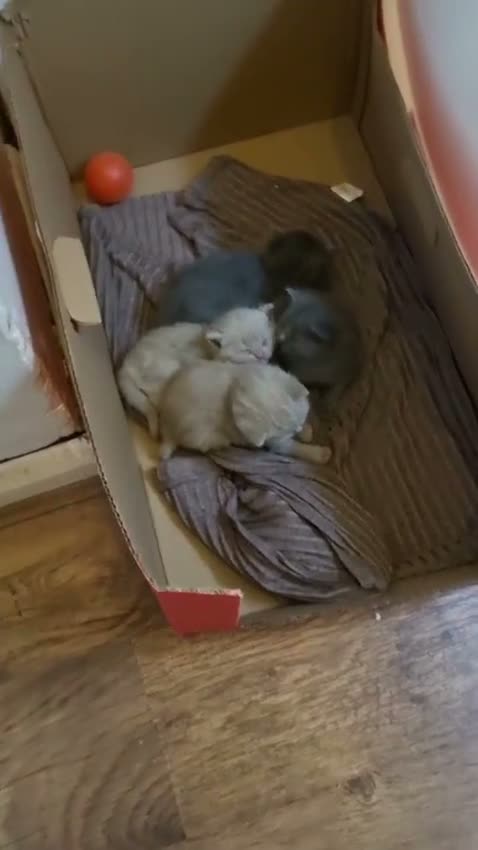 British Shorthair cats for sale: Adorable British Shorthair Kittens - Video 1