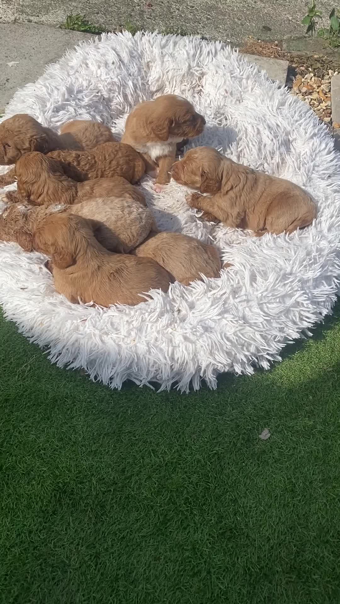 Mixed Breed dogs for sale: Labradoodle F1 Fox Red/ Australian Labradoodle  - Video 2