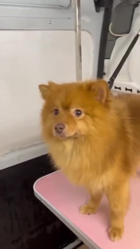 Pomeranian dogs for sale: Pomeranian (Girl) in High Wycombe - Video 1