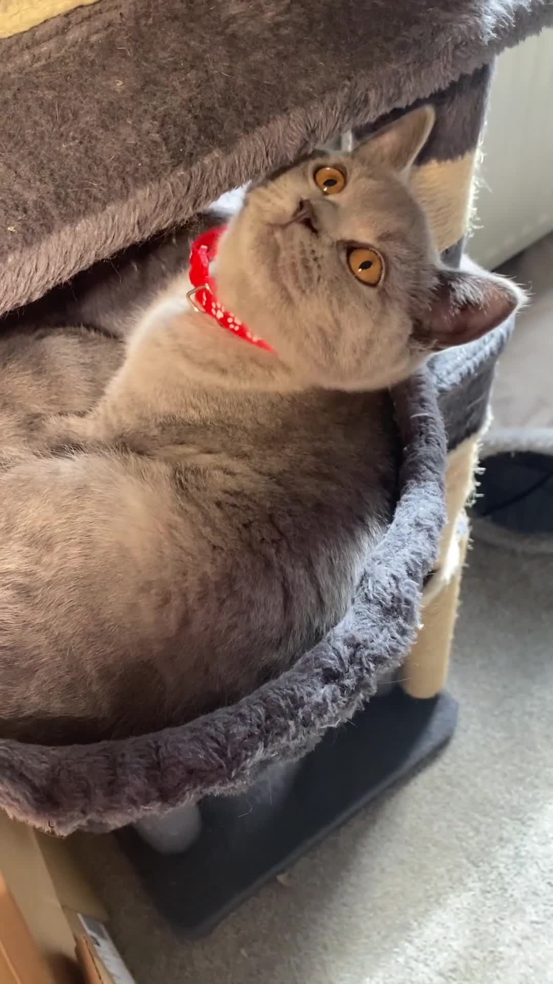 British Shorthair cats for sale: Active registered GCCF/TICA Female Kitten  - Video 1
