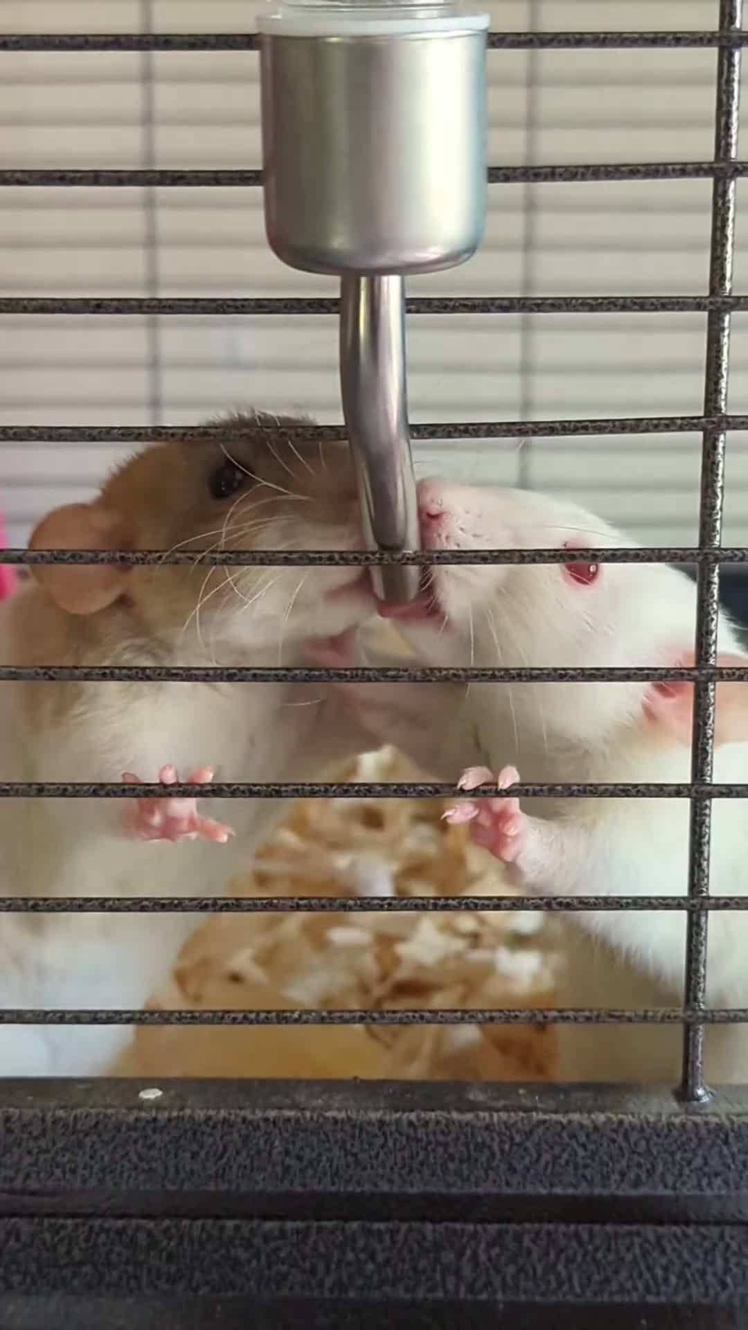 Rat rodents for sale: 5 female rats - Video 1