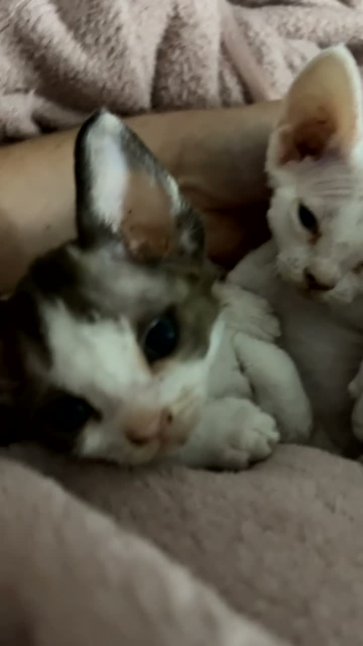 Devon Rex cats for sale: Beautiful Loving Girl Kittens Gorgeous & Cuddly 🌸 - Video 1