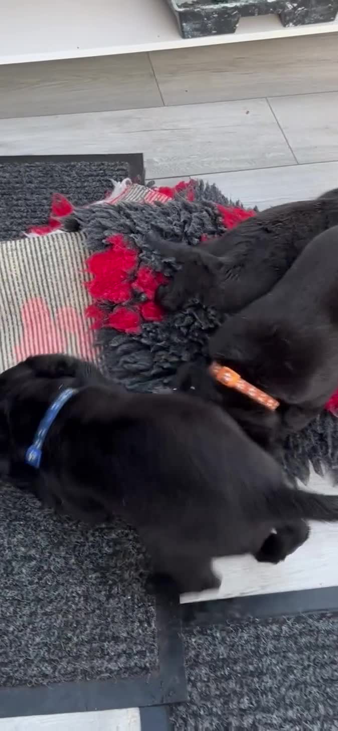 Labrador Retriever dogs for sale: Beautiful black Labrador puppies  - Video 1