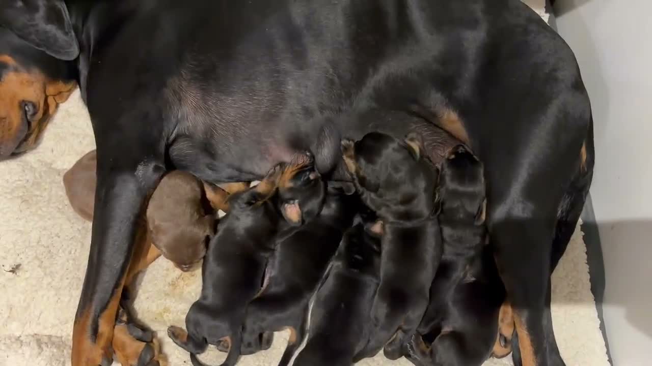 Dobermann dogs for sale: KC Dobermans  - Video 4