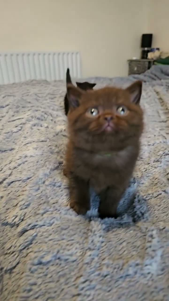 British Shorthair cats for sale: British Shorthair kittens - Video 5