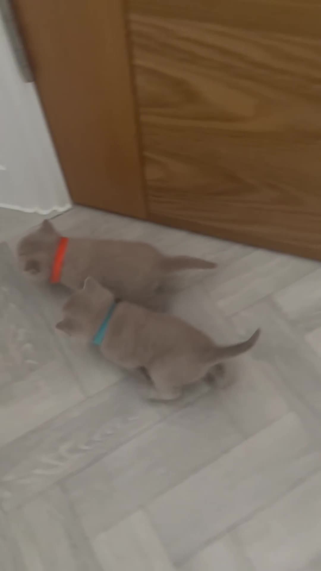 British Shorthair cats for sale: British shorthair boys and one girl cream/lilac  - Video 2