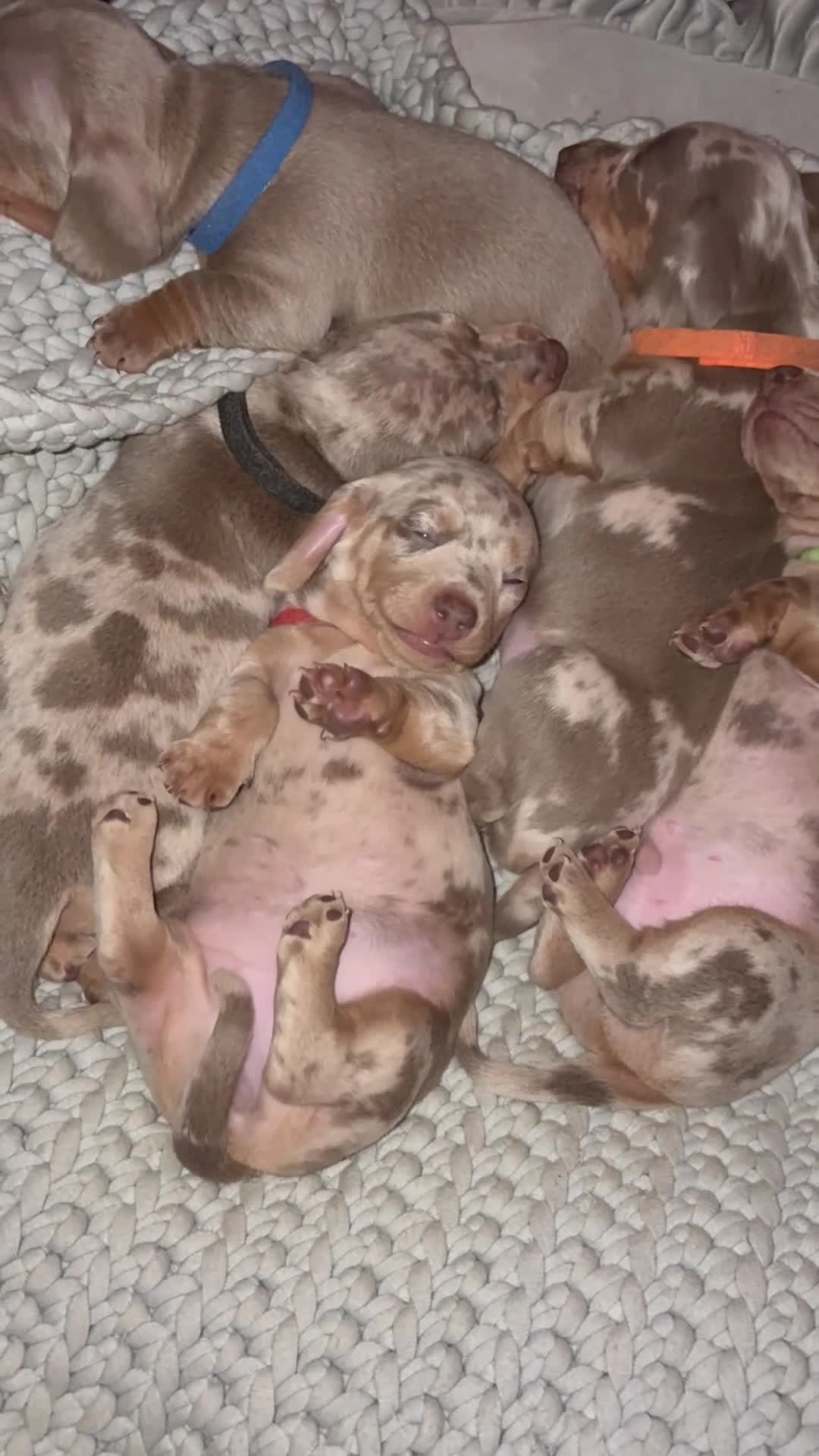 Miniature Dachshund dogs for sale: Beautiful miniature dachshund puppies  - Video 2