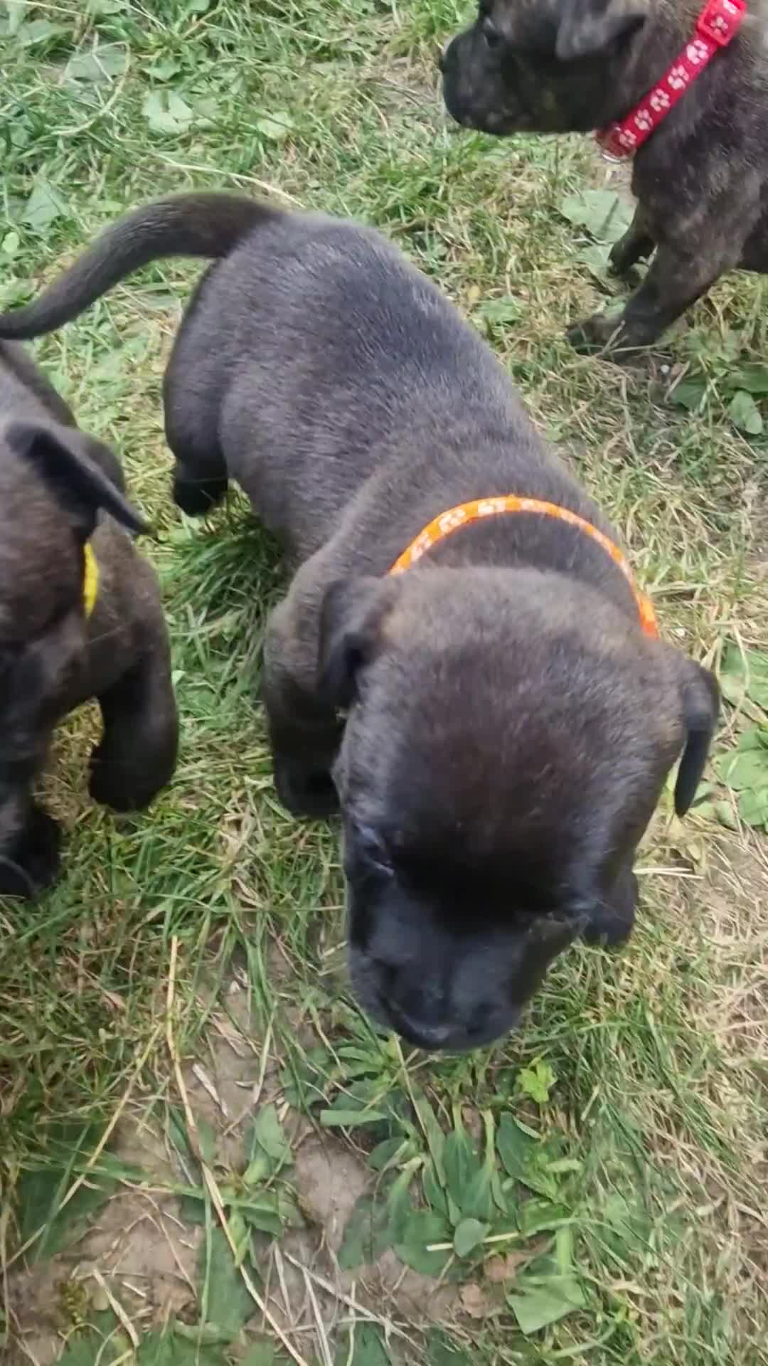 Staffordshire Bull Terrier dogs for sale: Staffordshire Bull Terrier Pups - Video 1