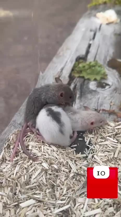 Rat rodents for sale: Baby full size and dwarf rats for sale Sheffield - Video 2