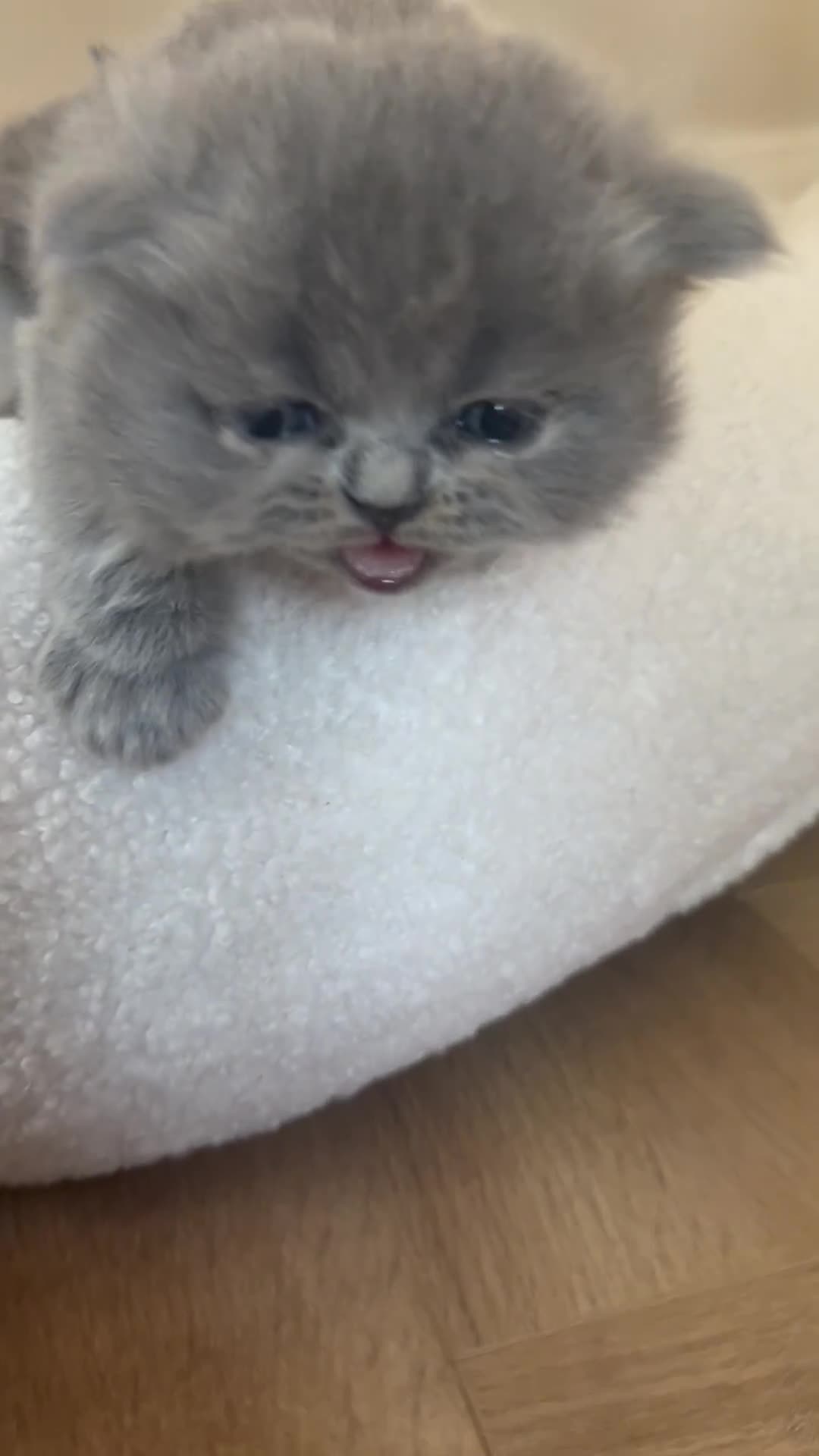 British Shorthair cats for sale: Breathtaking purebred British shorthair kittens - Video 2