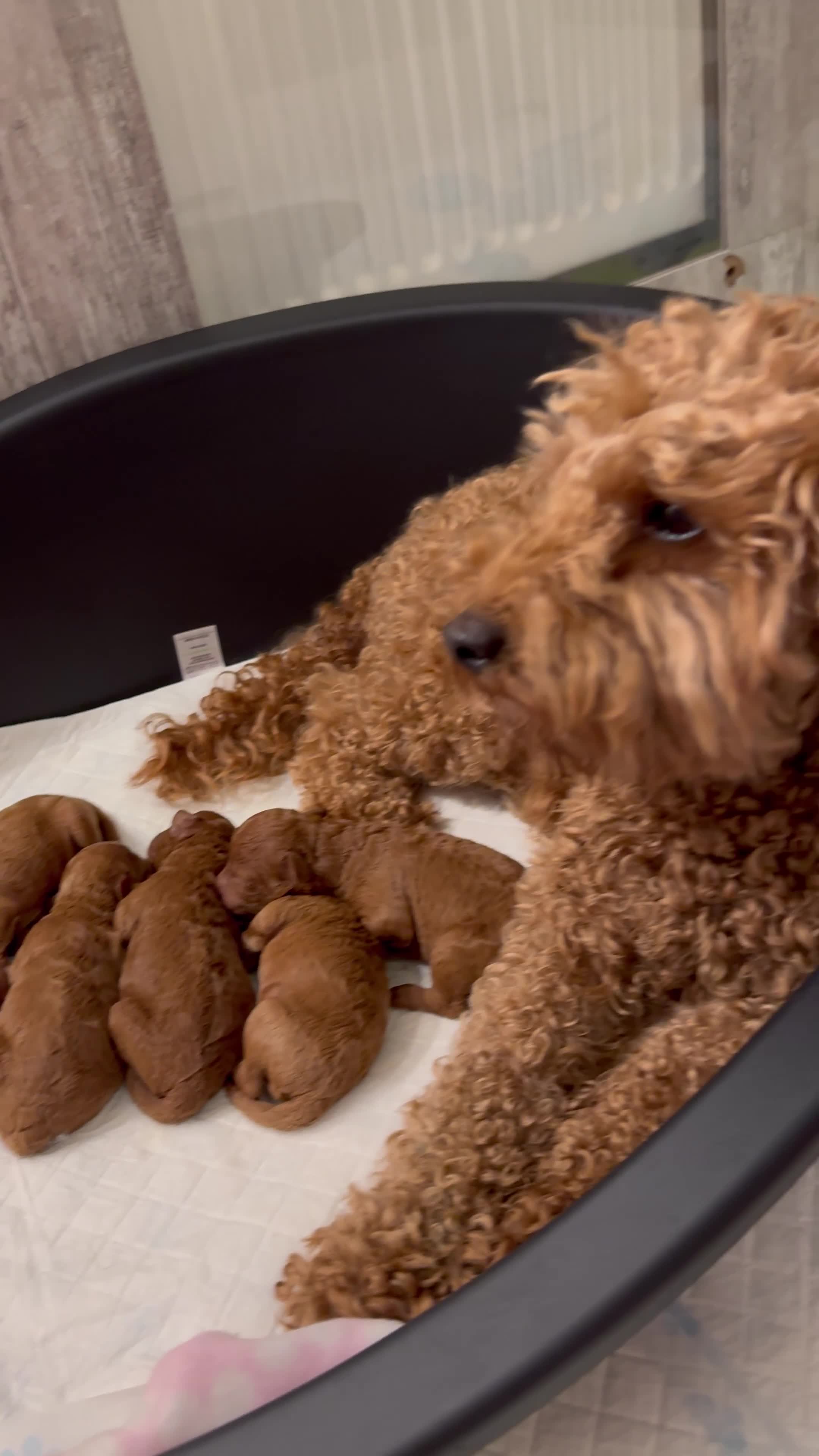 Toy Poodle dogs for sale: Absolutely gorgeous puppies 🐶  - Video 2