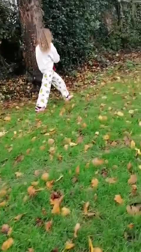 Mixed Breed dogs for adoption: 💙STEVIE-HANDSOME DALMATIAN CROSS BOY 💙 - Video 1