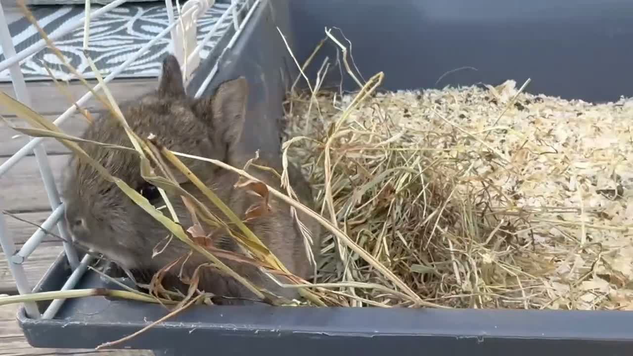 Netherland Dwarf rabbits for sale: **FREE RANGE** Netherland dwarf bunnies  - Video 1