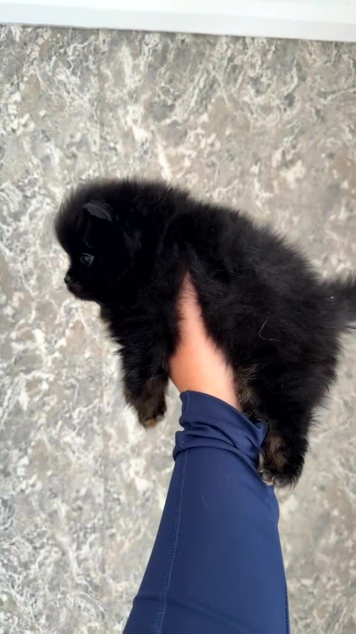 Pomeranian dogs for sale: Pomeranian Tiny boy for sale  in Birkenhead - Video 1