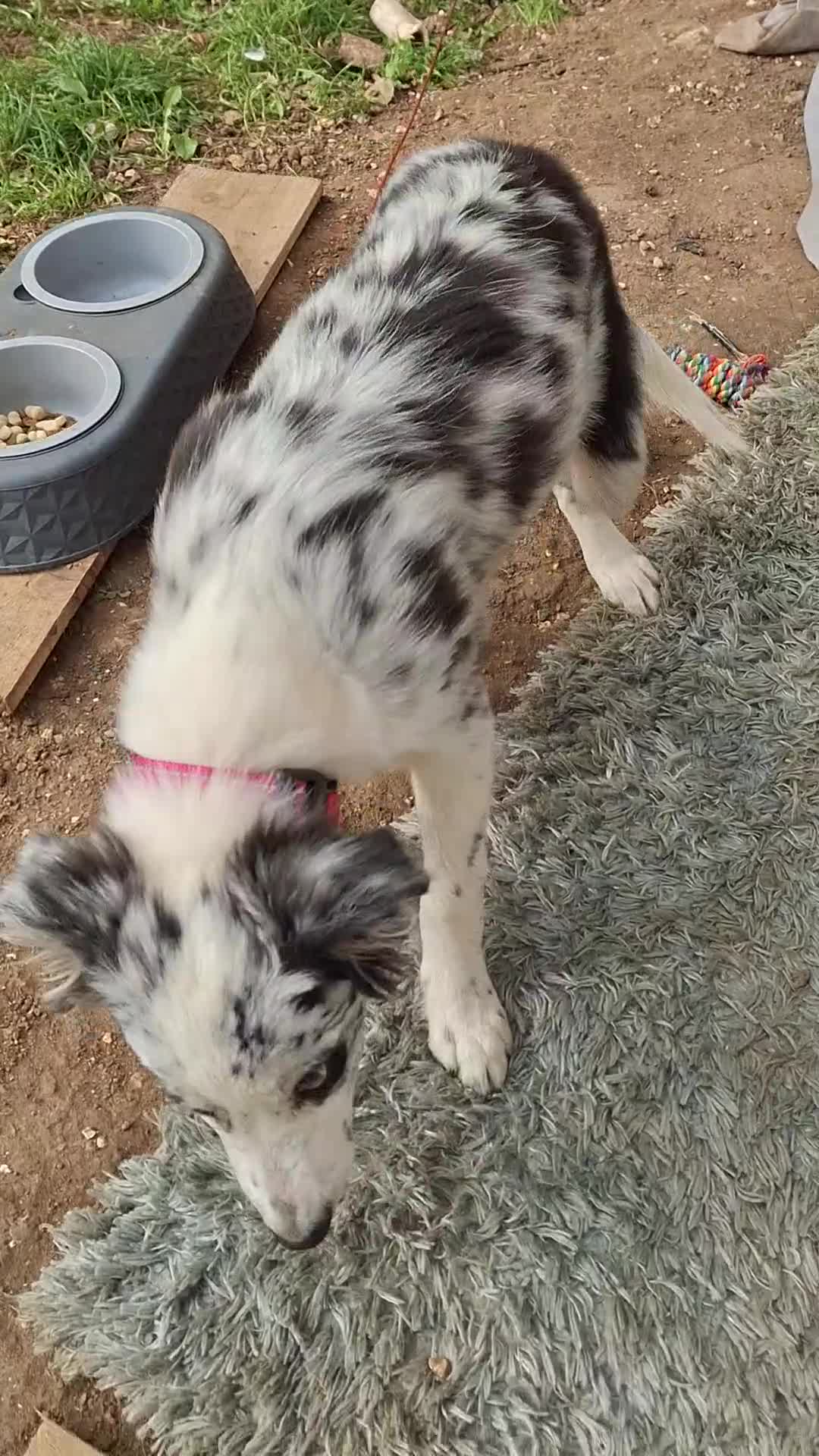 Australian Shepherd dogs for sale: Bluey - Video 1