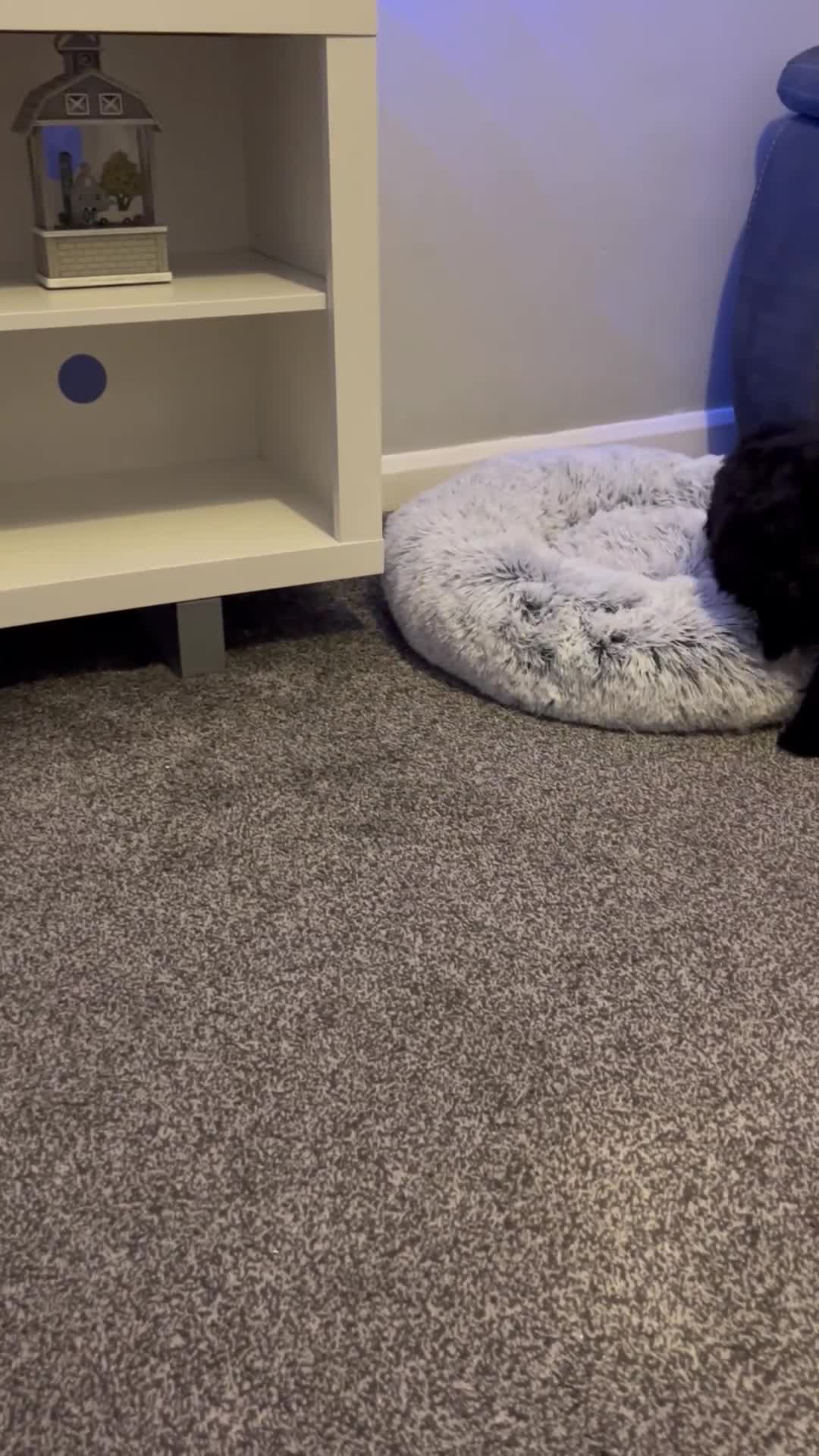 Cockapoo dogs for sale: 10 week old female cockapoo - Video 1