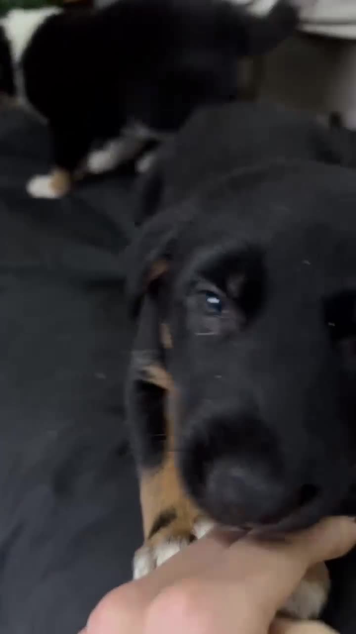 Mixed Breed dogs for sale: Male Collie x Kelpie Puppy ready to go black + tan - Video 1