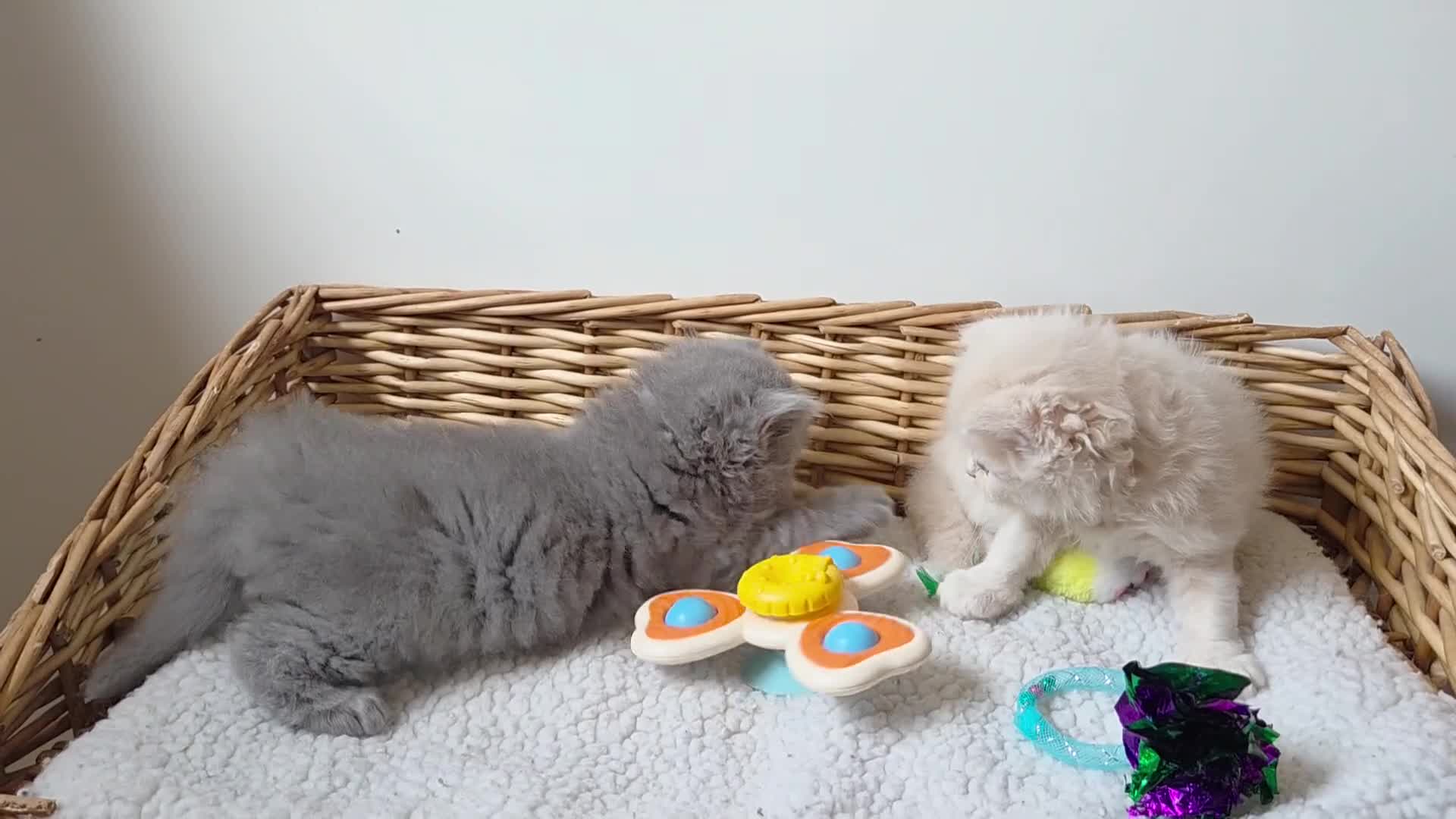 British Shorthair cats for sale: 🧡💙 British Longhair Babies 💙🧡 - Video 4