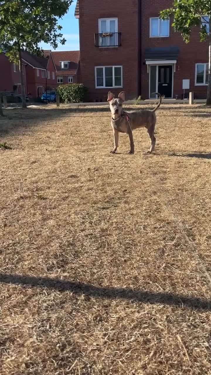 Mixed Breed dogs for sale: Beautiful Puppy Looking for Her Forever Home - Video 1