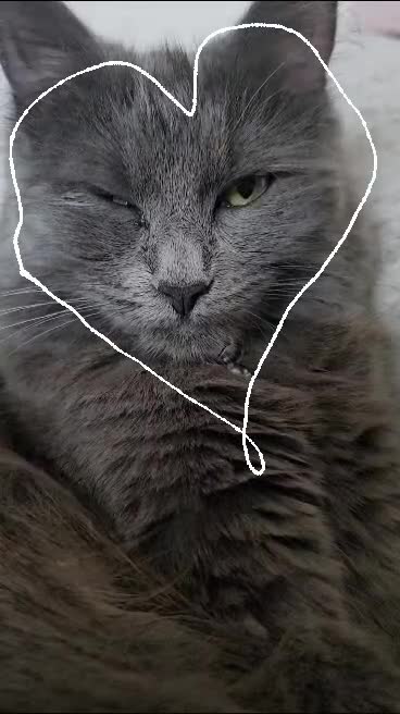 Ragdoll cats for sale: Ragdoll x Norwegian Forest Kittens - Video 1