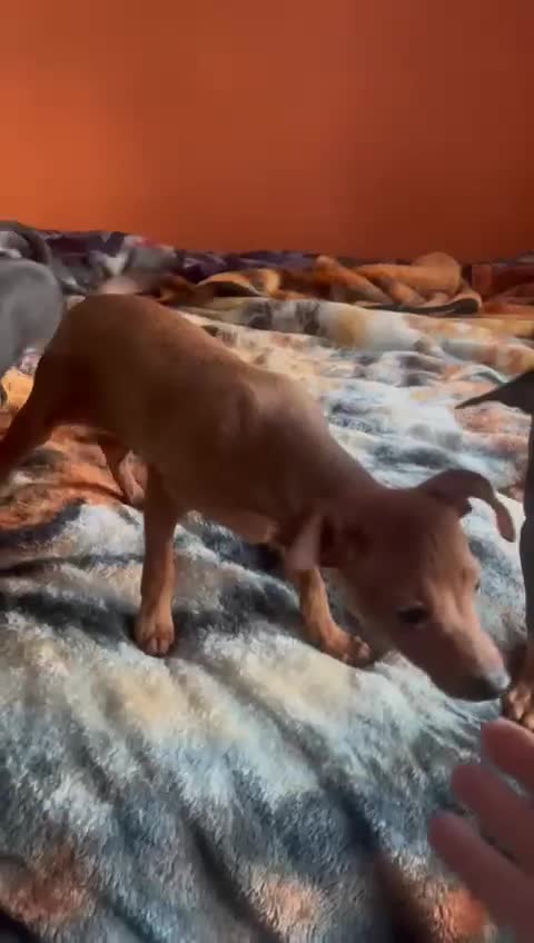 Miniature Pinscher dogs for sale: Beautiful Miniature Pinscher . - Video 3