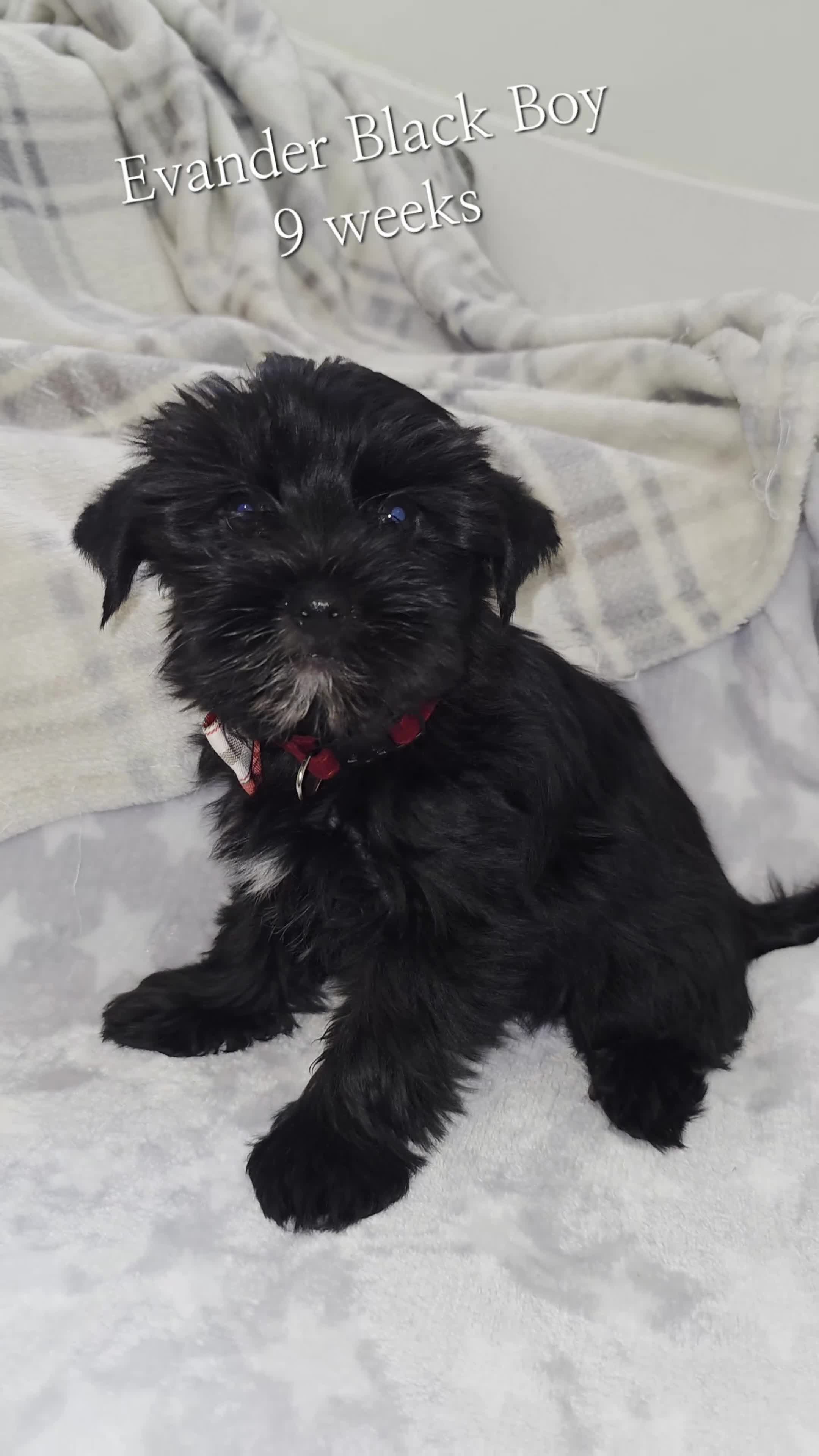 Yorkshire Terrier dogs for sale: Rare Black Yorkie 5-Gen Pedigree–£900–Ready Now 🐾 - Video 1