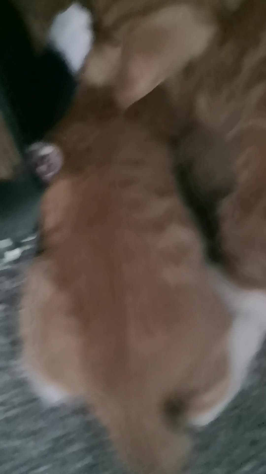 Bengal cats for sale: Bengal Tiger x  - Video 2