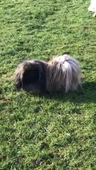 Pekingese dogs for stud: KC Registered Pekingese for Stud in York - Video 1